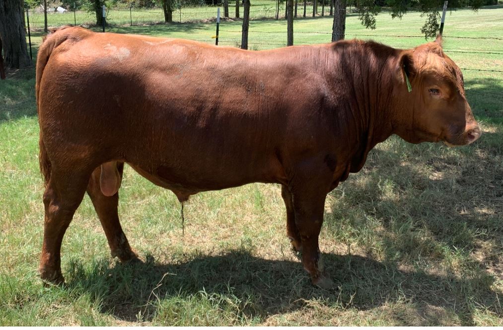 2019 Bull a
