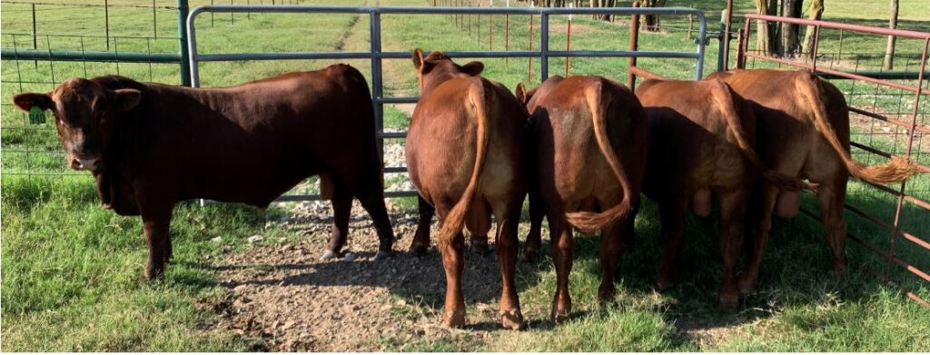 2019 Bulls Rear