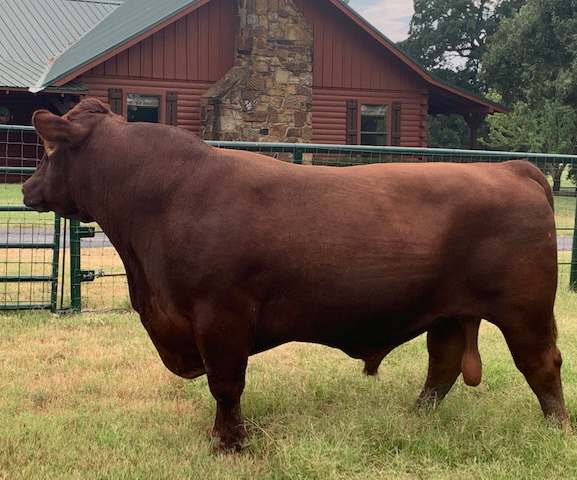 664-Bull