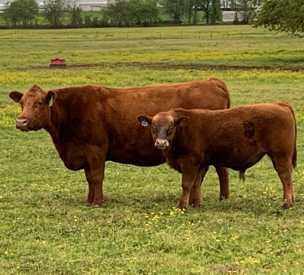 923-calf-pic
