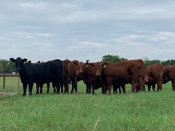 Heifers 1