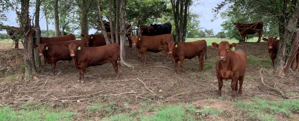 Heifers 2