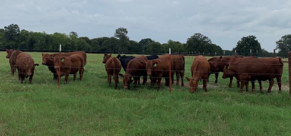 Heifers 3
