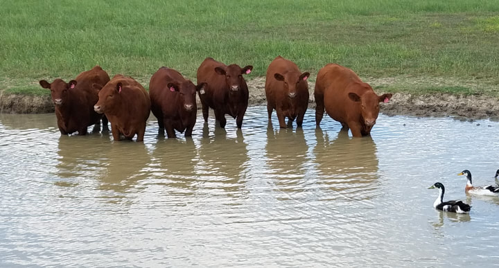 heifers-2018_orig